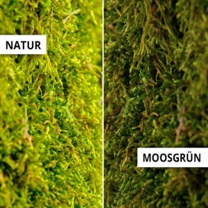 Mooswand Waldmoos